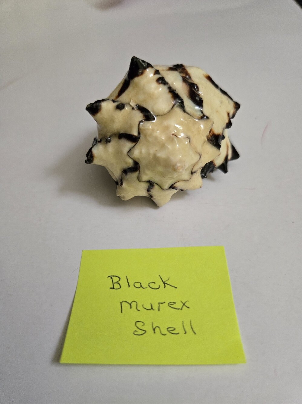 Set /3 Sea Shells - Picture 4 of 16